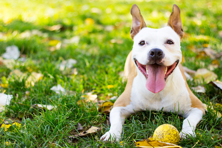 Benefits of Giving Your Dog Fish Oil (Omega 3)
