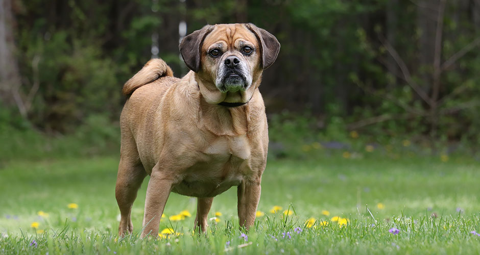 Can Raw Food Help Dogs Lose Weight?