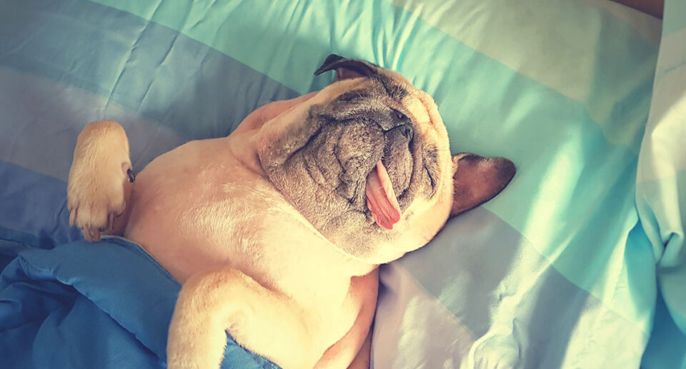 A sleeping dog with its tongue out