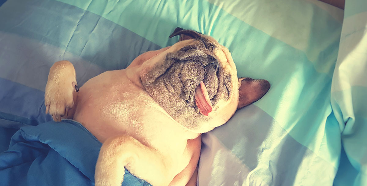 Can You Give a Dog Melatonin? A Guide for Pet Owners