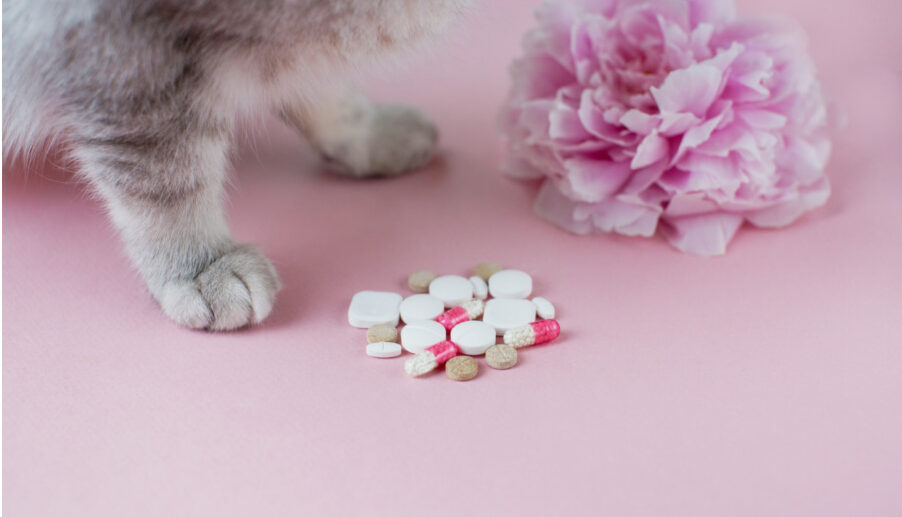 Allergy (Atopy) Treatment Options for Cats