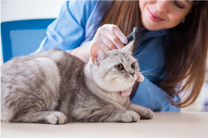 3 Most Common Cancers In Cats