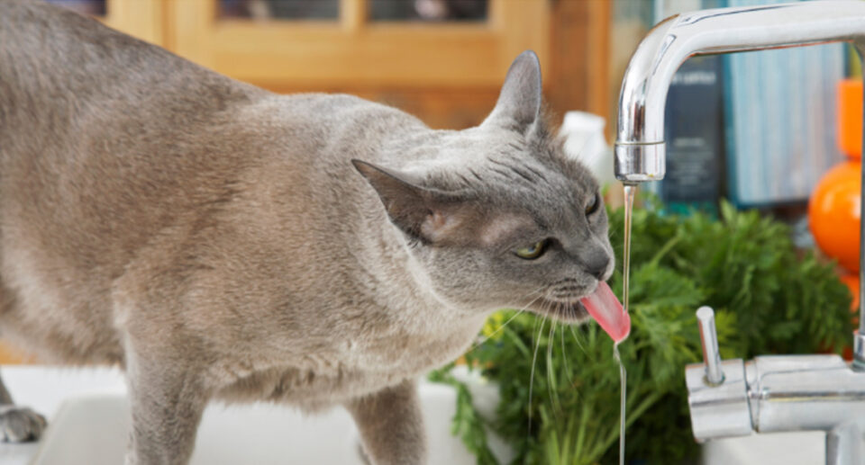 Why Does My Cat Love Drinking From The Tap?