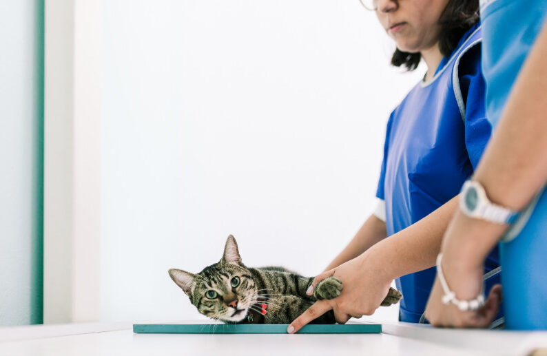 Why Are So Many Cats Getting Hyperthyroidism?