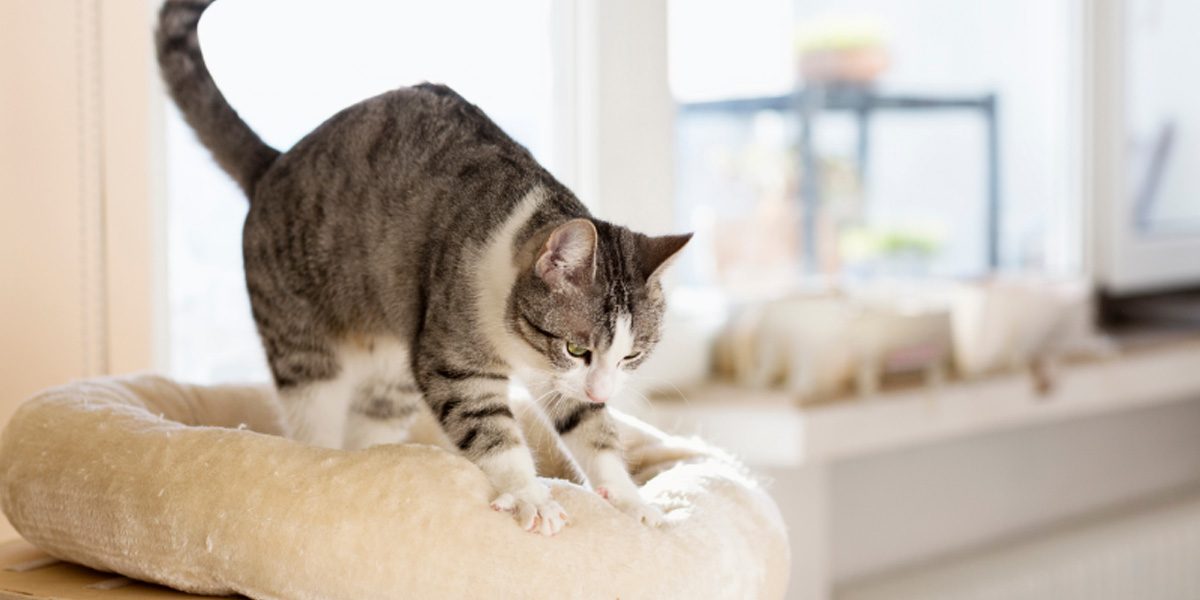 Why Do Cats Knead? What This Quirky Behavior Really Means