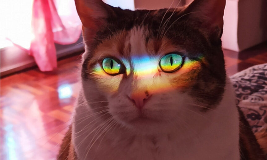 What Colors Can Cats See?