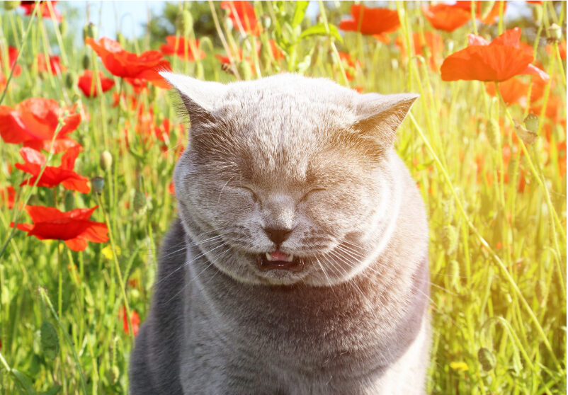 Why is my Cat Sneezing: Answers and Insights
