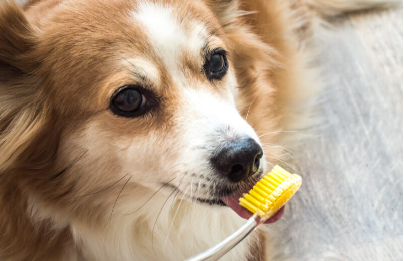 How to Brush Your Dog’s Teeth