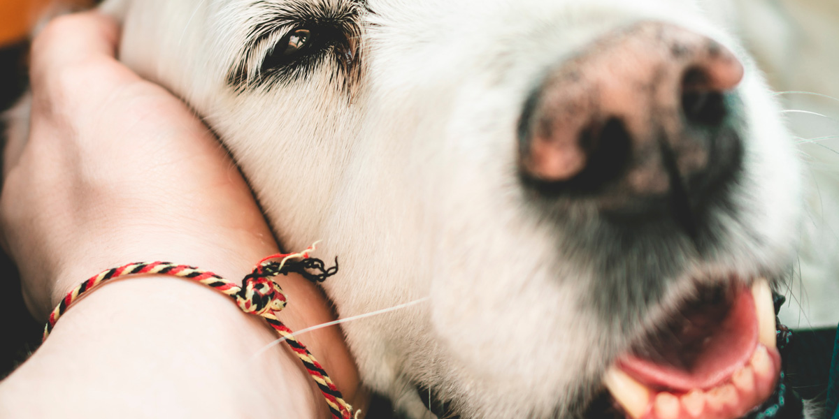 How to Treat 5 Common Skin Diseases in Dogs