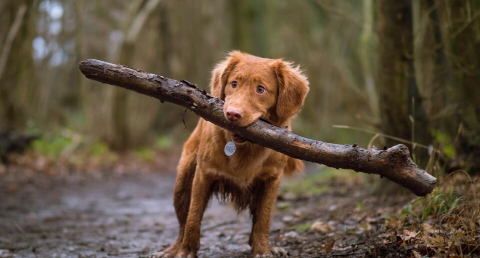 Is It Safe for Dogs To Chew Sticks?