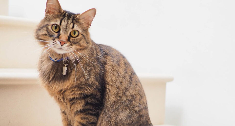 Managing Your Cat’s Thyroid Problems