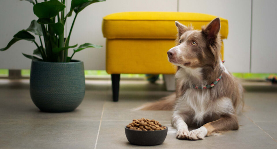 The Importance of Your Dog’s Nutrition