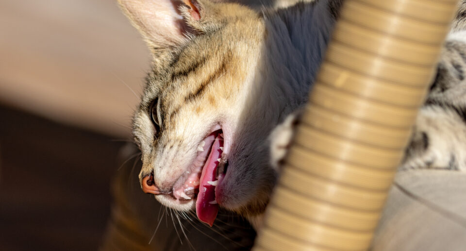 Panting in Cats: What Does It Mean?