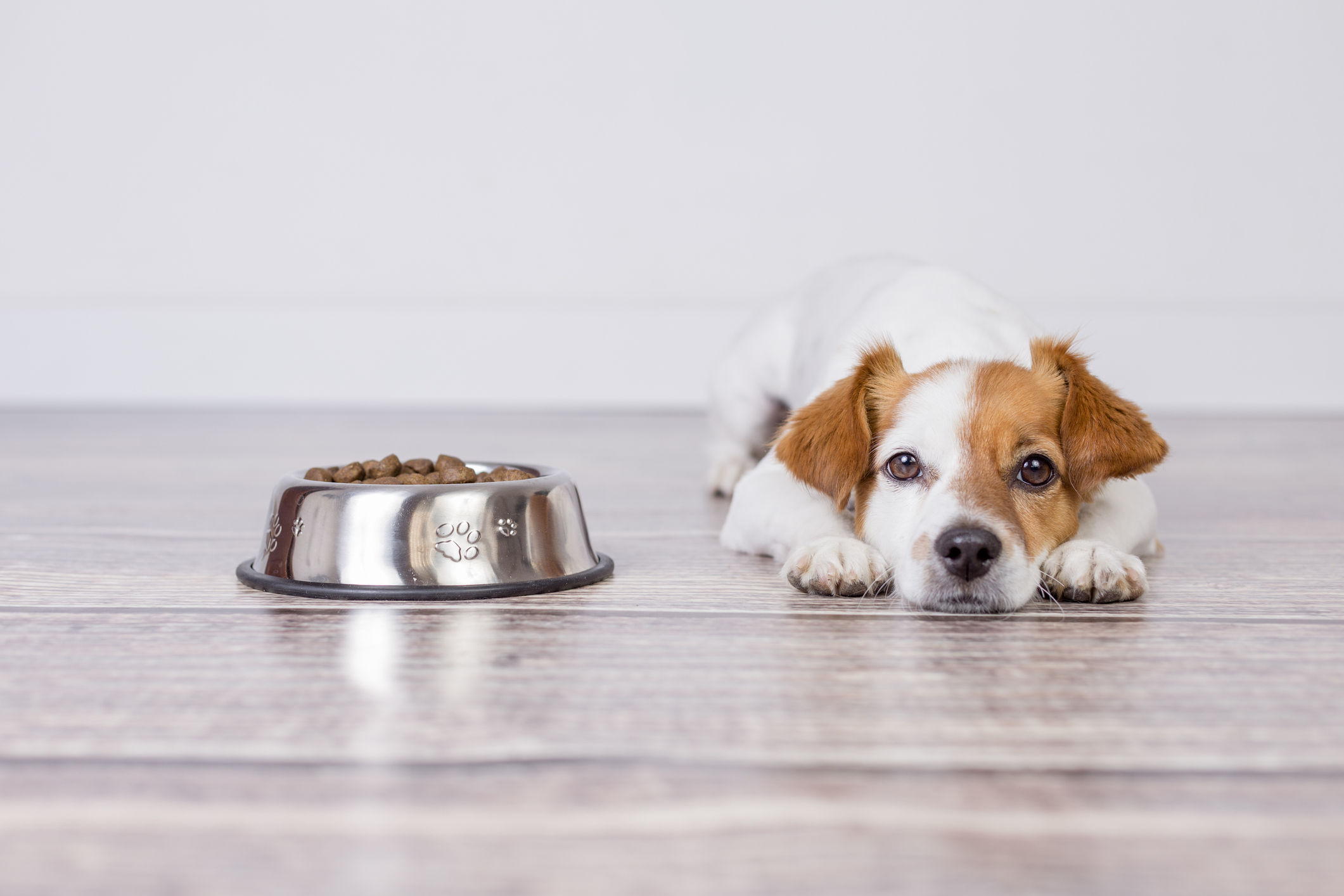 Picky Dog? Try These 7 Tips To Pique Your Pup’s Appetite