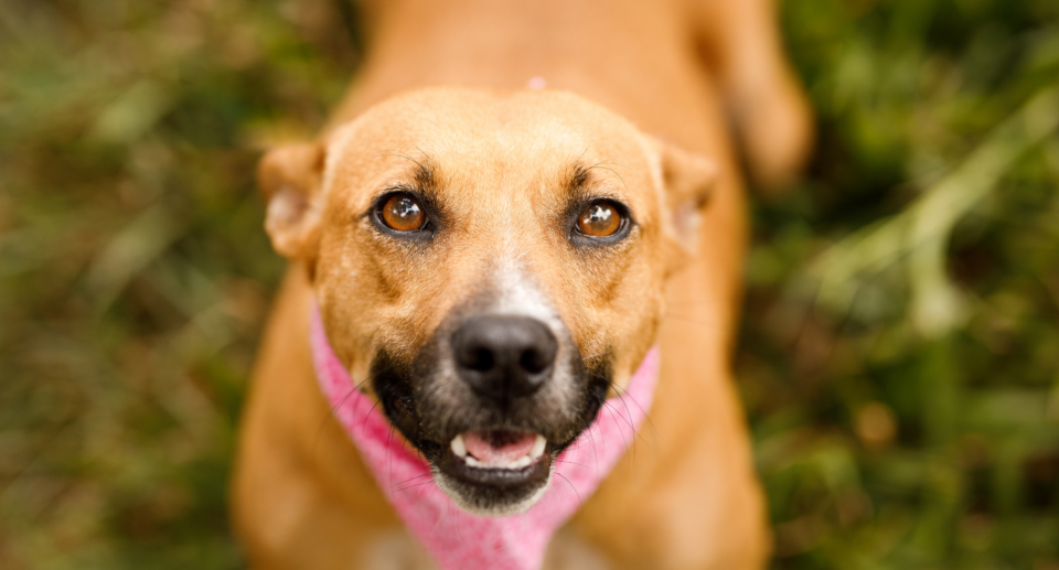 Do Dogs Get Breast Cancer? What Dog Parents Should Know About Mammary Cancer