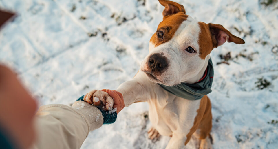 How To Protect Your Dog’s Paws in the Winter
