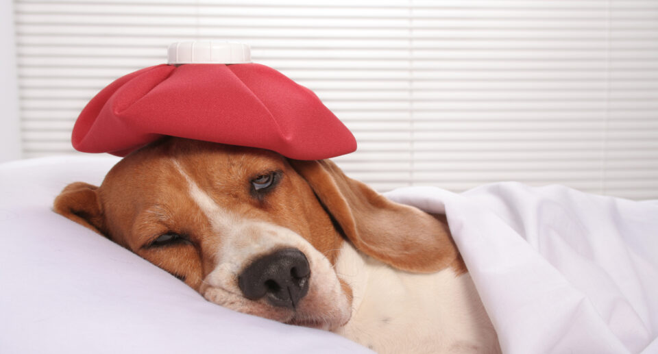 Do Dogs Get Headaches?