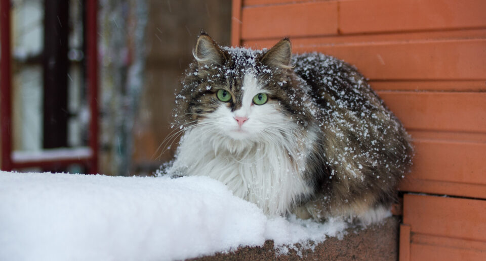 How Cold is Too Cold for Cats?