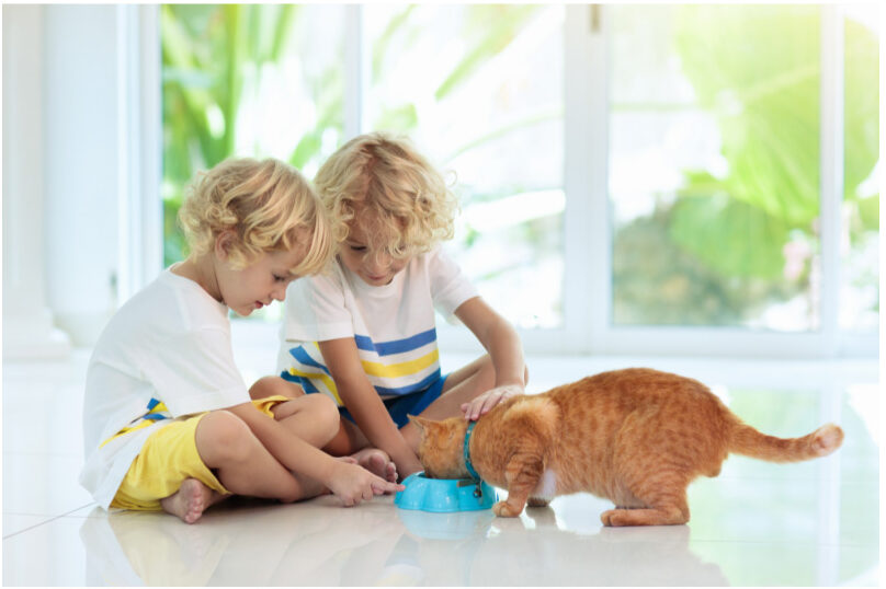 Your Cat’s Feeding Schedule: How Many Meals Should Cats Eat Per Day?