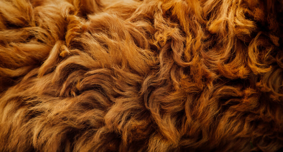 Understanding Demodectic Mange (Red Mange)