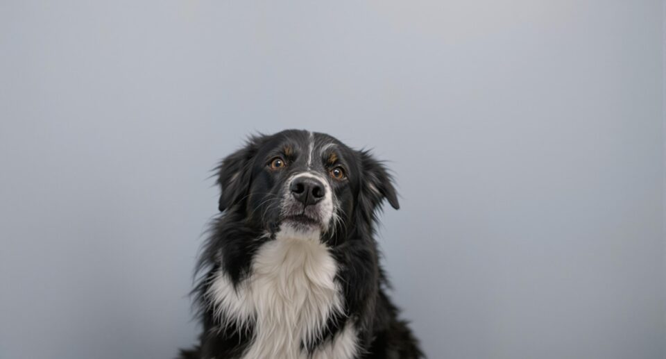 Tired Border Collie in Vet Office Corner