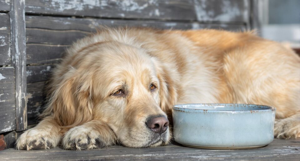 What You Need to Know About Bloat in Dogs