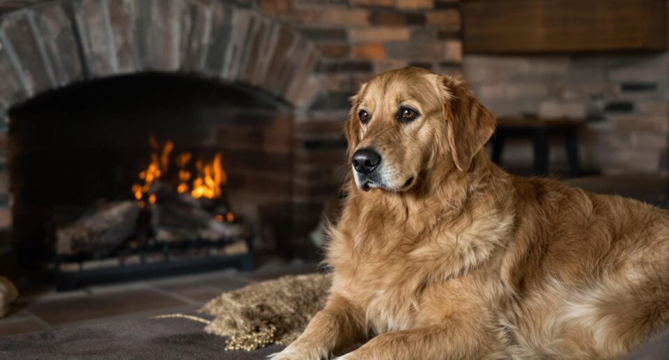 golden retriever sits in front of a brick fireplace