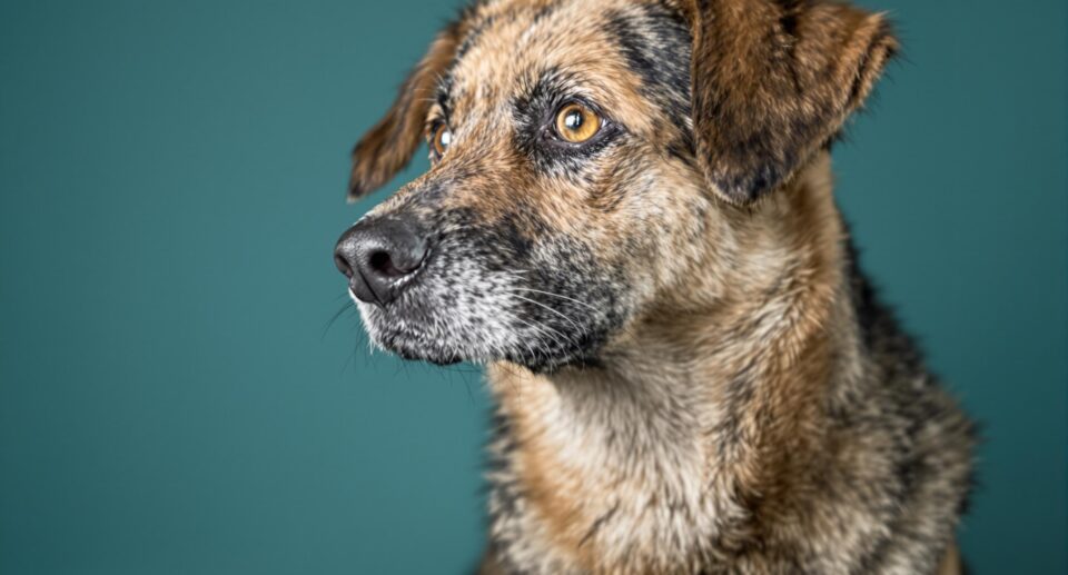 Close-up of a compassionate shepherd mix dog highlighting subtle cancer signs for medical awareness.