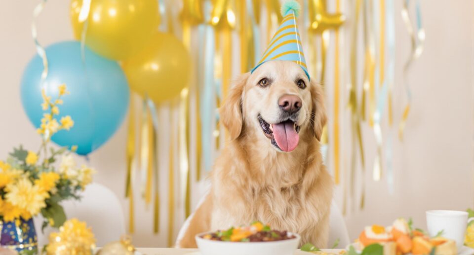 Joyful golden retriever in party hat celebrating National Dog Day with a festive meal.