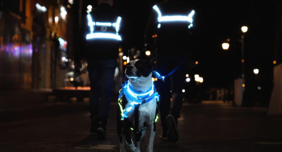 A professional owner and well-groomed dog on an urban night walk, highlighting a reflective powder blue collar and leash.
