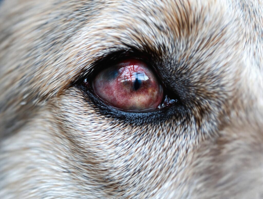Close-up of dog's eye showing redness