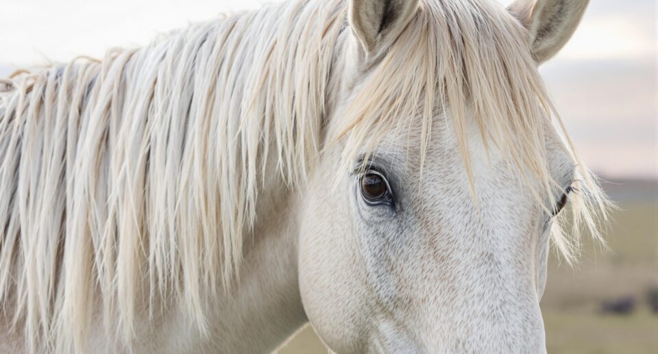 Close up of a white horse's eyes and mane
