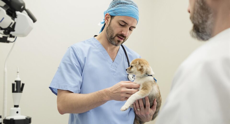 Compassionate veterinarian examines dog for diarrhea treatment options in modern clinic.