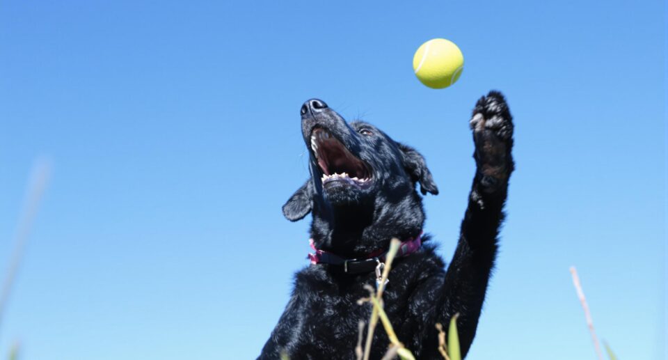 A Black Labrador retriever energetically chasing a yellow tennis ball in a sunlit field, showcasing how much exercise a dog needs every day.