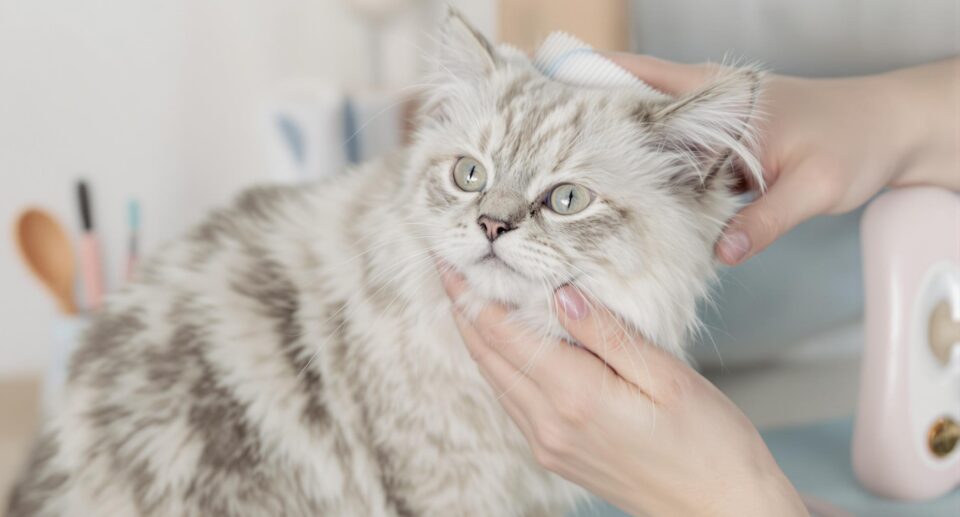 a medium-haired cat gently being wiped down with a towel