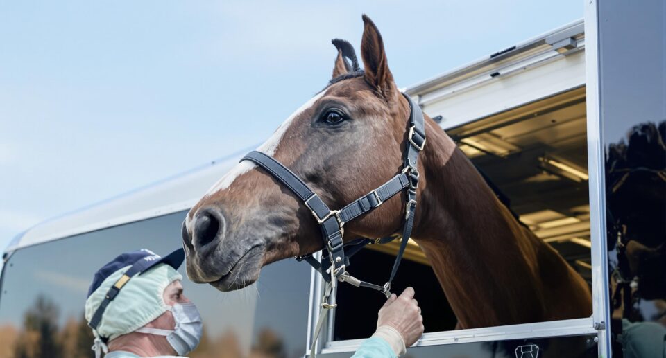 A calm horse being loaded into a black trailer by its owner, emphasizing horse shipping and trailering preparation.