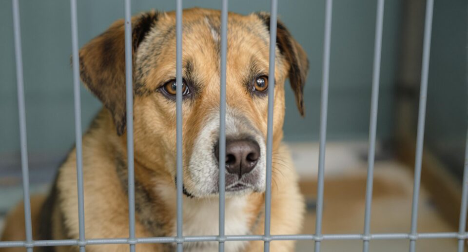 Kennel Cough Symptoms in Dogs: What to Watch For