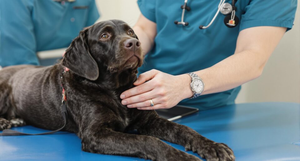 A veterinarian in teal scrubs examines a Labrador's lymph nodes, highlighting lymphoma symptoms in dogs.