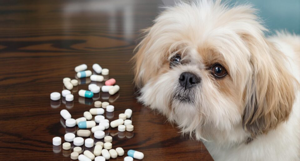 A Shih Tzu dog in front of a table with pills on it