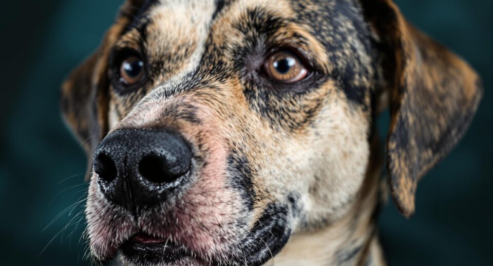 Close-up of a dog with alopecia showing mange symptoms around eyes and mouth.