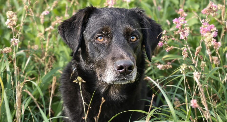 a medium sized black dog of advanced age sitting in grass