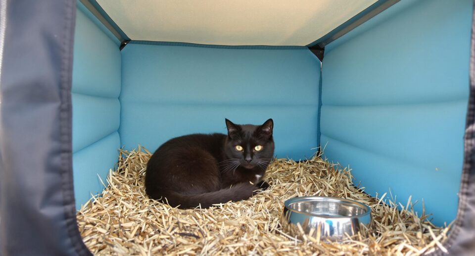 A black cat in a blue insulated shelter with food and water bowls, illustrating how to keep outdoor cats warm in winter.