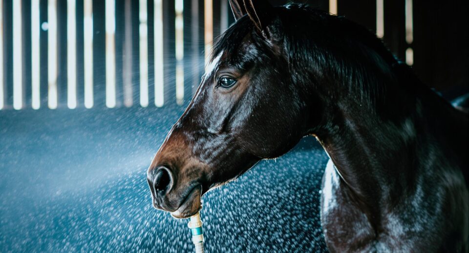 Safe NSAID Use For Horses – How To Reduce Side Effects