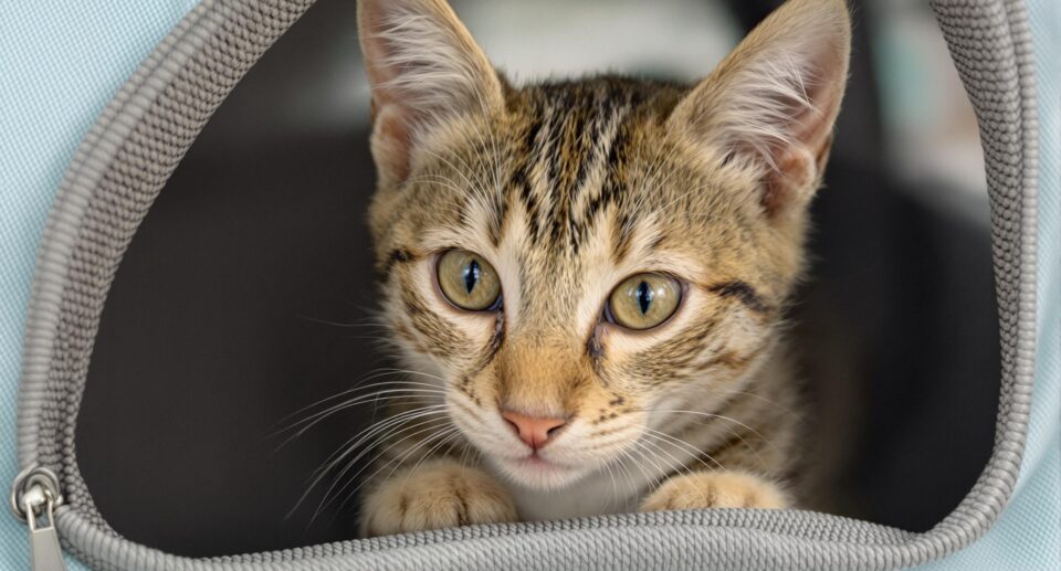 Curious tabby kitten peeking out of a carrier