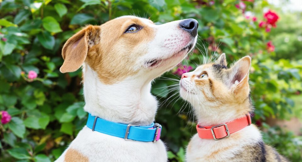 dog and cat wearing colored collars are showing their profiles. They are sitting outside next to a bush.