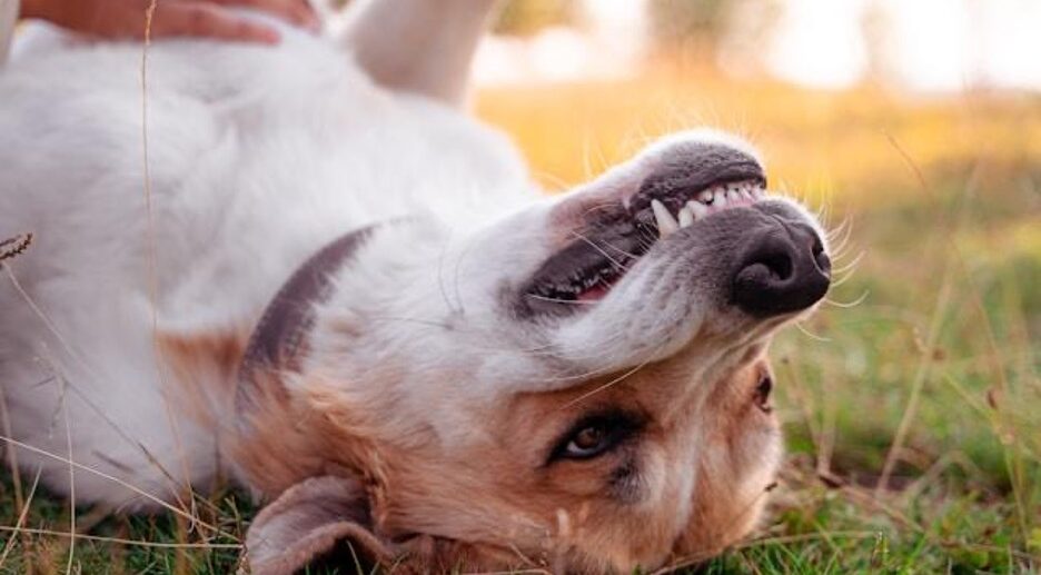 small dog lies belly-up on grass with its teeth showing