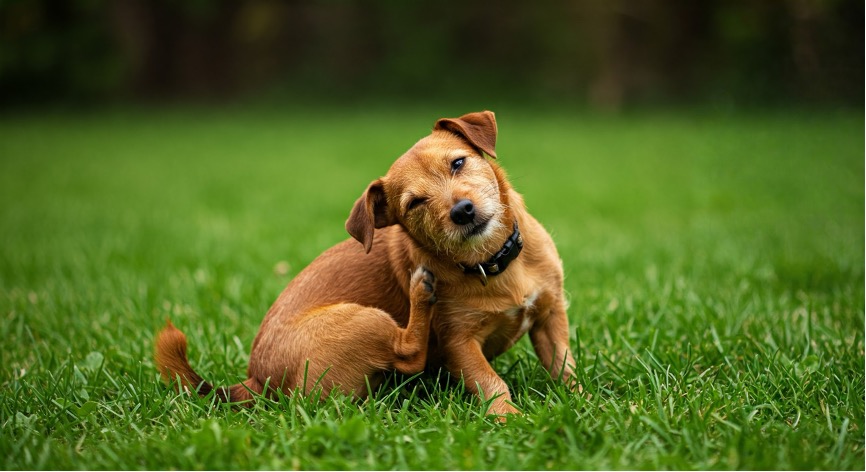 Best Flea Medicine for Dogs Without a Vet Prescription 