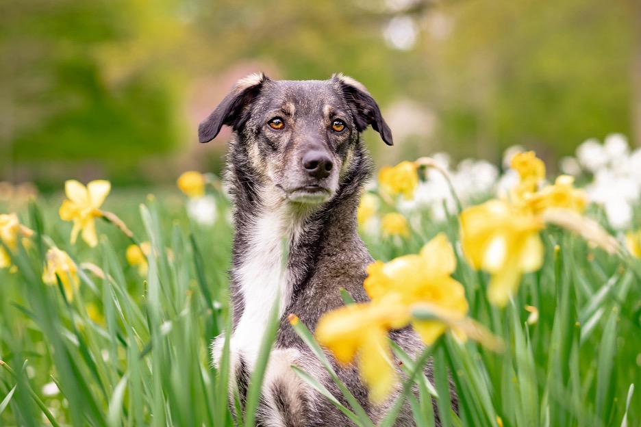 What is Lyme Disease in Dogs?