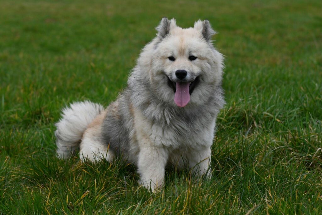 Fluffy white and grey dog