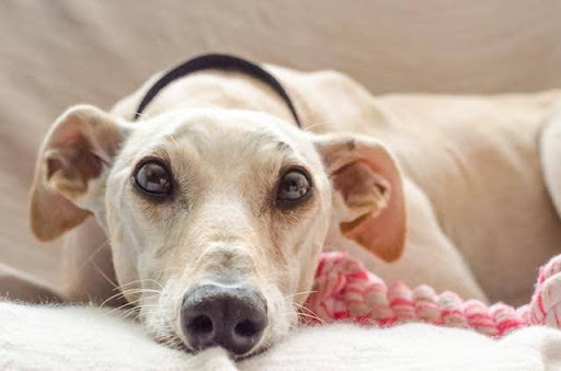Best Flea Treatment for Dogs: 5 Options to Try
